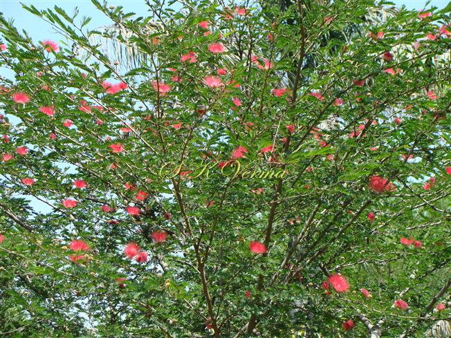  Flowering branches